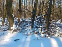 Ветви в снегу